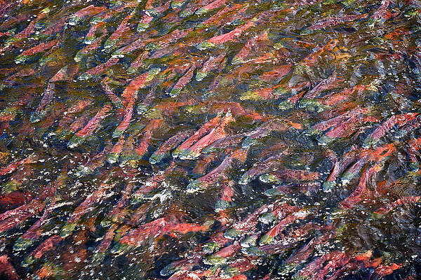 Vibrant School of Salmon Photograph
