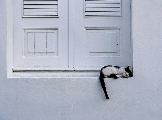 White Photograph - San Juan - Let Sleeping Cats Lie by Richard Reeve