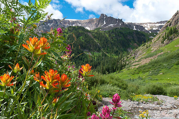 Indian Paintbrush in San Juan Mountains Photograph