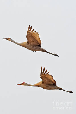 Wisconsin Photograph - Sandhill Crane Soaring by Natural Focal Point Photography