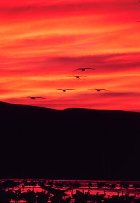 Wildlife Photograph - Sandhill Cranes - Bosque Del Apache - NM by Steven Ralser