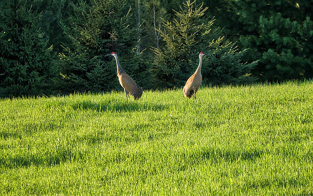 Wildlife Photograph - Sandhill Cranes - Wisconsin by Steven Ralser