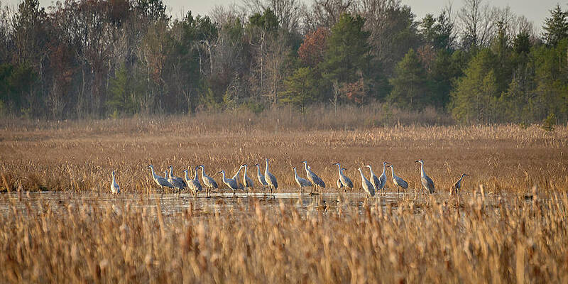 Wall Art featuring the photograph Sandhill Cranes 1 by Steve L'Italien