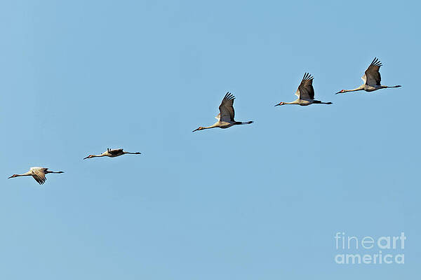 Wisconsin Photograph - Sandhill Flight by Natural Focal Point Photography