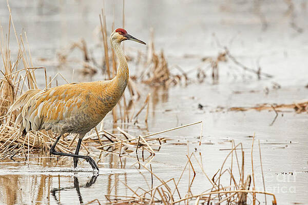 Marsh Photograph - Sandhill Walk by Natural Focal Point Photography