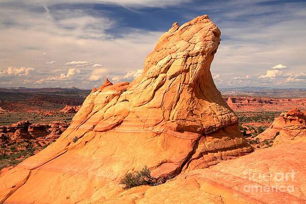Wilderness Wall Art featuring the photograph Sandstone Gopher by Adam Jewell