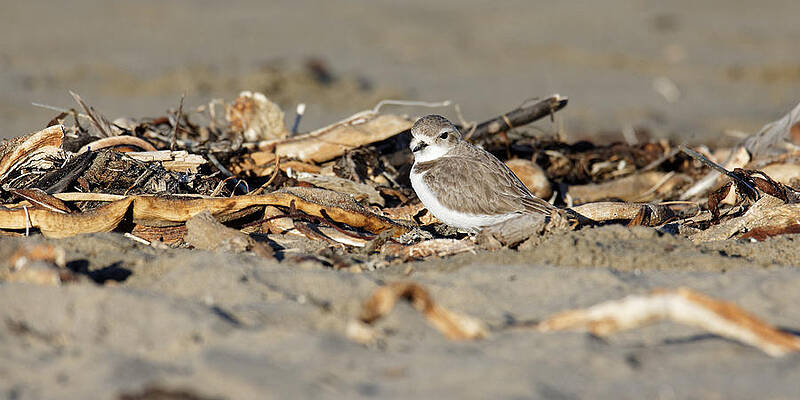 America Photograph - Sandy Beak -- Snowy Plover On The Beach In Morro Bay, California by Darin Volpe