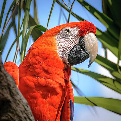 Bird Wall Art featuring the photograph Scarlet Macaw by Steven Sparks