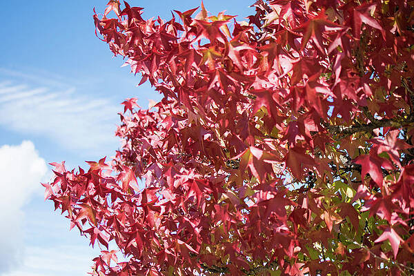 Fall Wall Art featuring the photograph Scarlet Maple In Langley BC by Tom Cochran