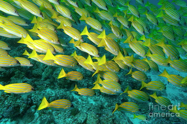 Vibrant Yellow Striped Fish School Wall Art