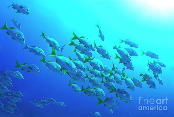 Animal Wall Art featuring the photograph School Of Burrito Grunt by Sami Sarkis Photography