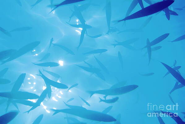 Animal Wall Art featuring the photograph School Of Fish Silhouetted Against Water Surface By Sunbeams Penetrating The Water by Sami Sarkis Photography