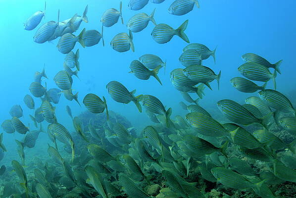 Nature Wall Art featuring the photograph School Of Salema Fishes Sarpa Salpa by Sami Sarkis Photography