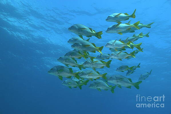 Wall Art featuring the photograph School Of Yellowtail Grunt Underwater by Sami Sarkis Photography
