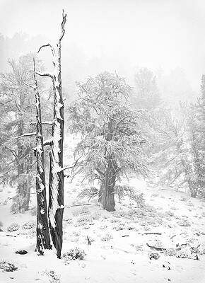 Wall Art featuring the photograph Schulman Grove Trees by Duane Miller