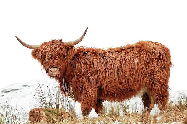 Scottish Highland Wall Art featuring the photograph Scottish Highland Cow by Grant Glendinning