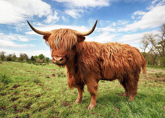Scottish Highland Wall Art featuring the photograph Scottish Highland Cow - Trossachs by Grant Glendinning