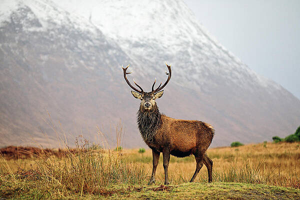 Scottish Highland Wall Art featuring the photograph Scottish Red Deer Stag - Glencoe-2 by Grant Glendinning
