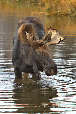 Moose Wading in Tranquil Waters Wall Art