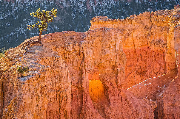 Nature Wall Art featuring the photograph Scrappy Little Tree - Bryce Canyon National Park Photograph by Duane Miller