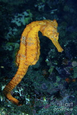 Outdoors Wall Art featuring the photograph Sea Horse Underwater View by Sami Sarkis Photography