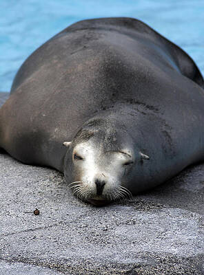 Wall Art featuring the photograph Sea Lion Snooze by Kenneth Campbell
