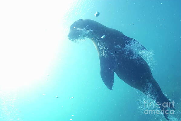 Wall Art featuring the photograph Sea Lion Swimming Underwater by Sami Sarkis Photography