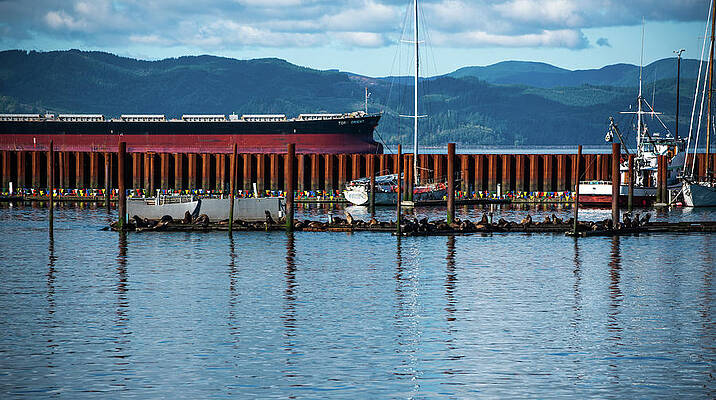 Oregon Wall Art featuring the photograph Sea Lions Are Staying Home by Tom Cochran