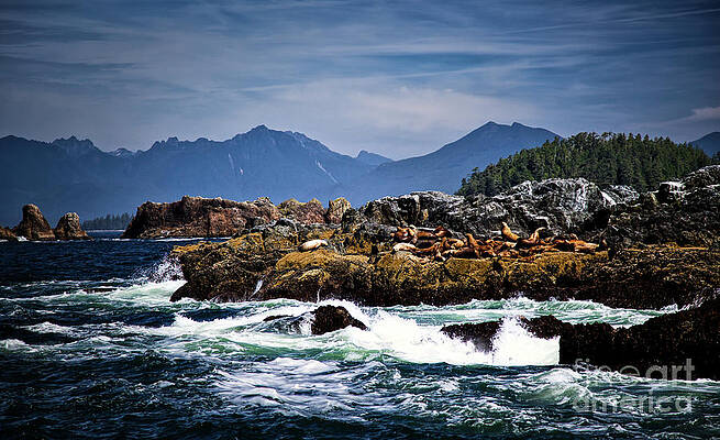 Summer Photograph - Sea Lions In The Broken Group Islands by Bruce Block