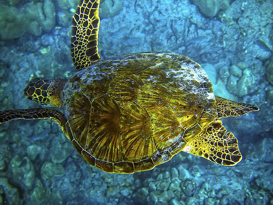 Sea Photograph - Sea Turtle by Waterdancer