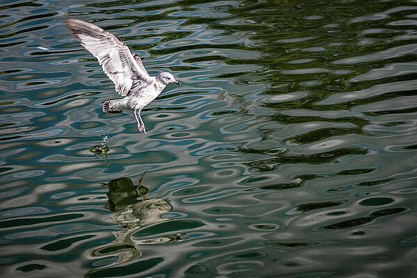 Seagull by Al Poullis