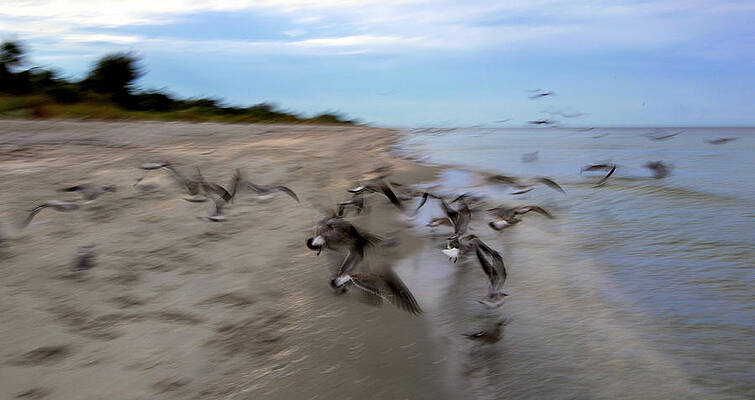 Florida Wall Art featuring the photograph Seagulls Flying Away by Alberto Audisio