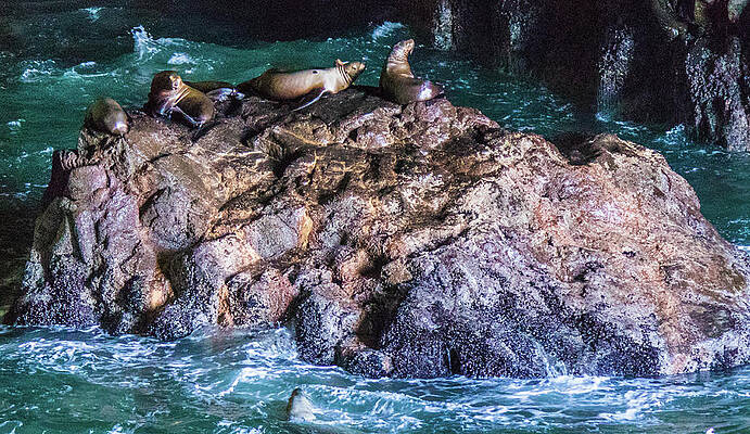 Tree Wall Art featuring the photograph Seal  Rock by Jonny D