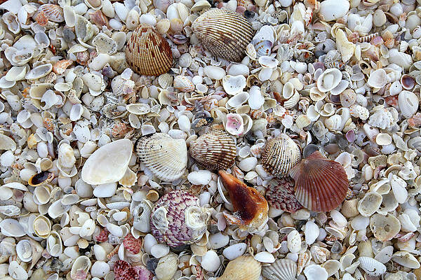Florida Wall Art featuring the photograph Seashells by Alberto Audisio