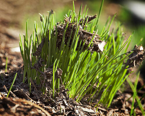 Green Wall Art featuring the photograph Seedlings by Kelley King