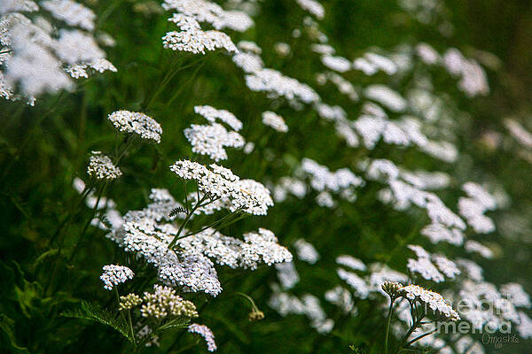 Wall Art featuring the photograph Sensing Sunlight Methow Valley Flowers By Omashte by Omaste Witkowski