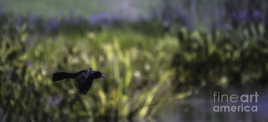 Wall Art featuring the photograph Serenity In The Marshes by Mary Lou Chmura