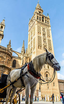 Architecture Photograph - Seville - The Giralda And A White Horse by AM FineArtPrints