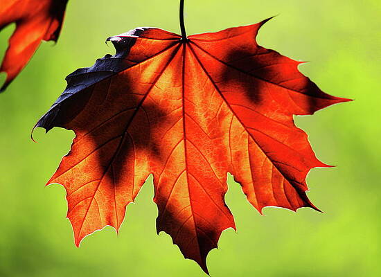 Spring Photograph - Shadowed Red Maple Leaf by Dale Kauzlaric
