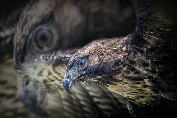 Bird Wall Art featuring the photograph Shadows by Ghostwinds Photography