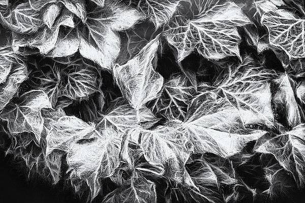 Close Up Wall Art featuring the photograph Shadows Of The Ivy 2 by Jaroslav Buna