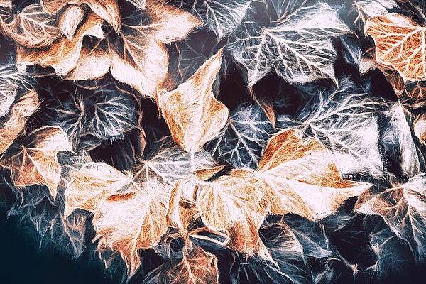 Close Up Wall Art featuring the photograph Shadows Of The Ivy by Jaroslav Buna