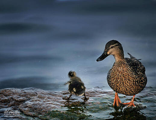 Shake It Baby by Al Poullis