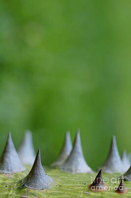 Nature Wall Art featuring the photograph Sharp Thorns On A Tree Trunk by Sami Sarkis Photography