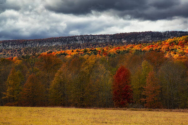 Autumn Forest Under Moody Skies Photograph