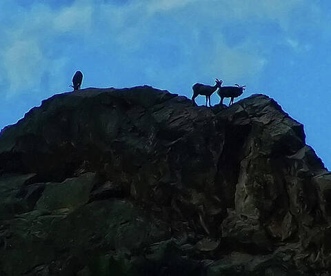Painting - Sheep On A Mountaintop by Flees Photos