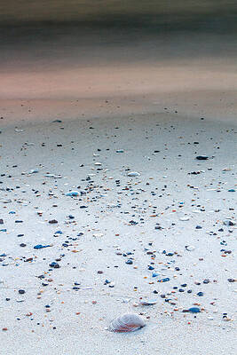 Photograph - Shells By The Sea by Rob Narwid