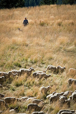 Wall Art featuring the photograph Shepherd Tending Sheep In Colorado by Mary Lee Dereske
