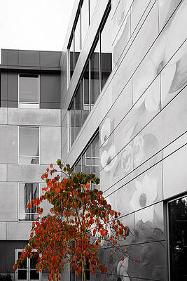 Modern Building with Autumn Tree Photograph