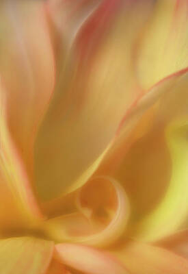 Bloom Wall Art featuring the photograph Shy One by Mary Jo Allen